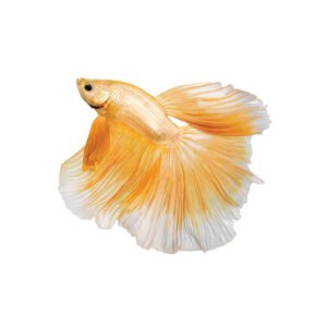 Male Rose Gold Betta