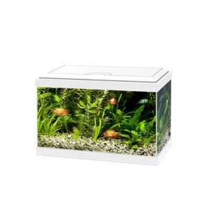 Glass aquarium