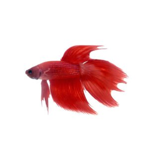 Fluffy tail betta fish