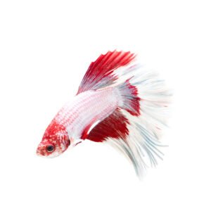 Male Dragonscale Betta