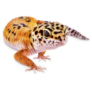 Leopard Gecko