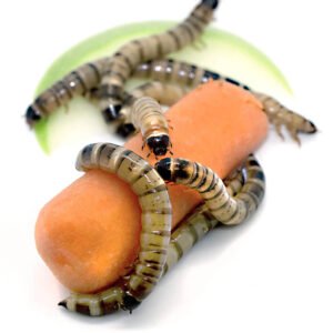 Superworms organically