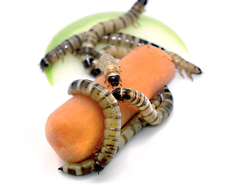 Superworms organically