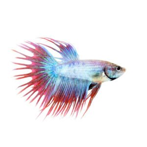 Male Elephant Ear Betta